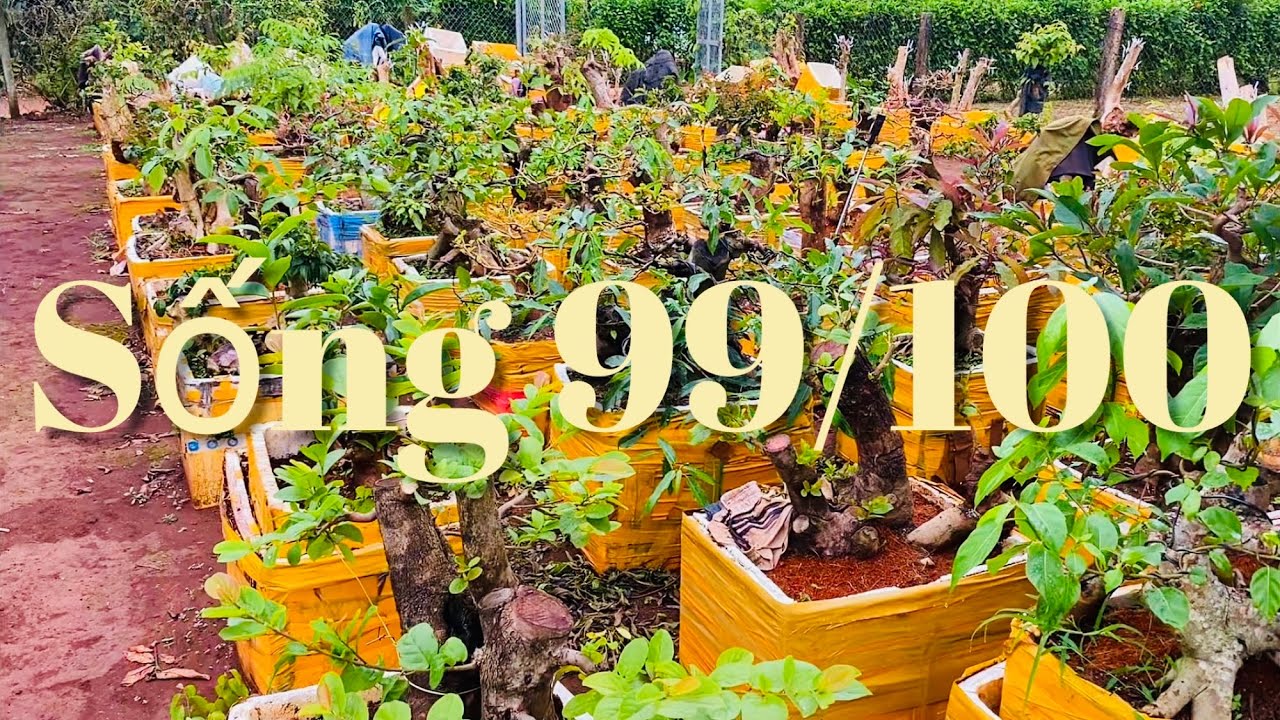 Tập 798/cách ươm trồng giâm ủ cây mới đào sống gần như tuyệt đối