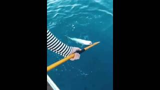 Mediterranean sea, Amberjack on live bait