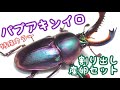 まるで宝石 パプアキンイロクワガタの産卵セット割出し・標本もあるよ【クワガタ飼育】