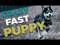 Husky runs fast - Puppy Edition
