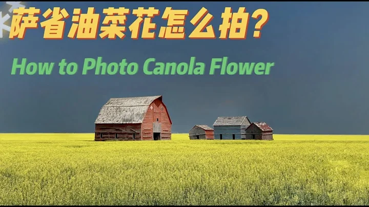 【攝影知乎】分享在加拿大薩省拍攝油菜花田的技巧｜18. How to Photo Canola Flower in Saskatchewan - 天天要聞