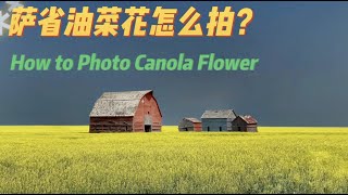 【攝影知乎】分享在加拿大薩省拍攝油菜花田的技巧｜18. How to Photo Canola Flower in Saskatchewan
