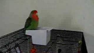 Bathtime for Gracie the Lovebird
