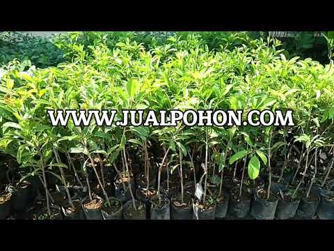 Miliki Bibit Sawo CM 19, Siap Panen Dalam Waktu Singkat!