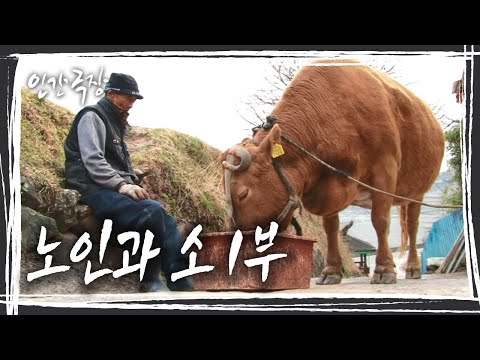 평생 농부로 산 노부부의 곁엔 <strong>사람</strong> 나이로 80세가 훌쩍 넘는 소노인이 있다 &amp;#39;노인과 <strong>소</strong>&amp;#39; 1부 [인간극장] KBS 170616 방송