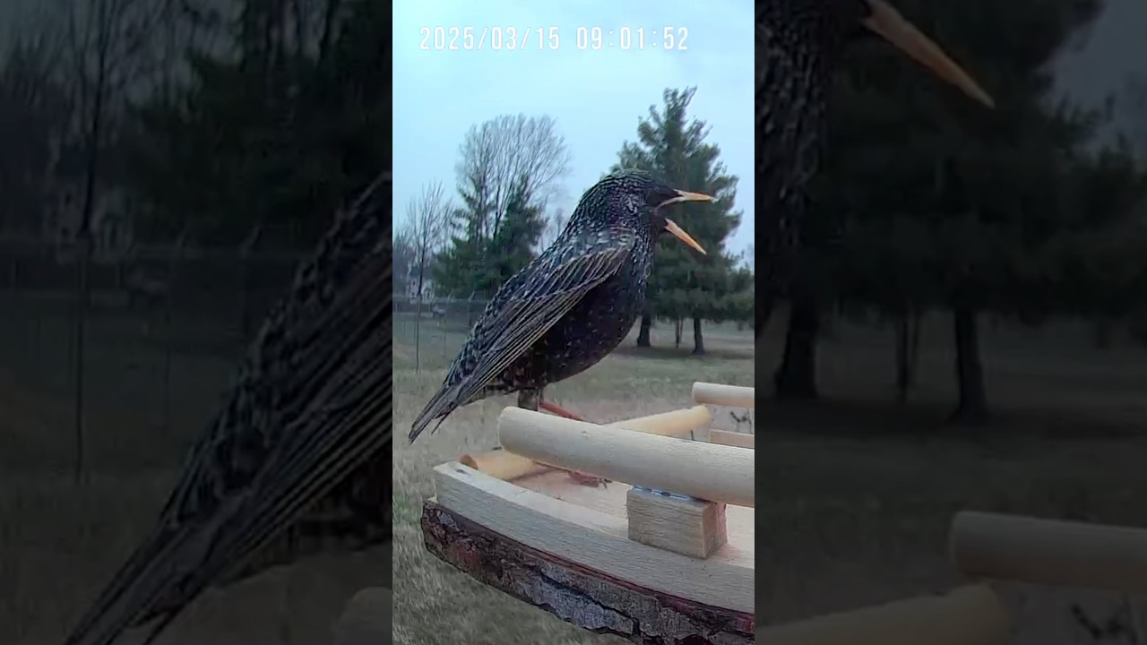 Watch out for the Bird Flu 