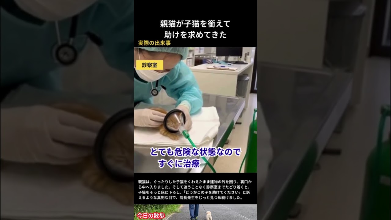 動かない子猫をくわえて病院へ…母猫の行動に涙 #野良猫