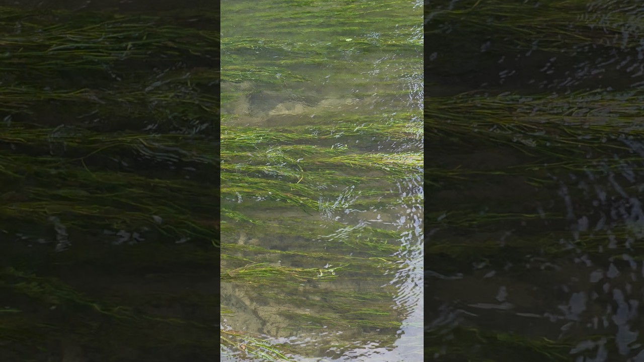 청계천, Clean Valley Stream as the name stands for.. 