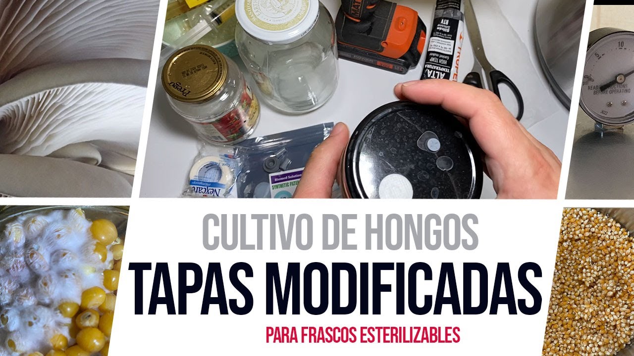 Cultivo de Hongos: Tapas modificadas para micelio en grano
