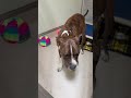 Video of adoptable pet named Cooper