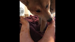 Dog Licks Peanuter Off Feet & Coconut Oil Rub - Asmr Sounds - Yummy