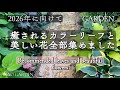 【5月のガーデニング】2026年に向けて〜イチオシ✨癒されるカラーリーフと美しい花~全部集めました|Recommended colorful leaves and beautiful flowers