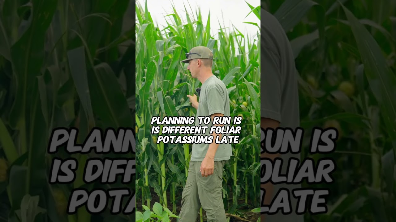 Late-Season Potassium Push 🌽