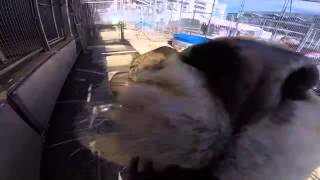 Alex Lacey lionesses GoPro I sat edit