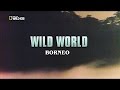 Wild World Borneo HD