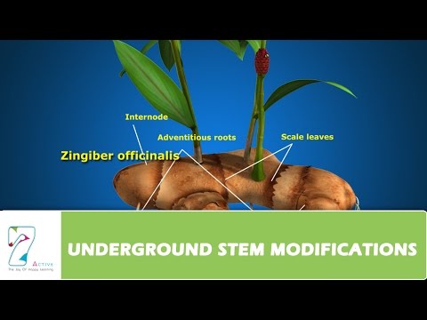 Video: Da li je podzemna stabljika u obliku lukovice?