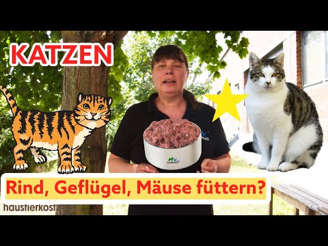 Video: Diätfutter Für Katzen Und Hunde Sinnvoll Machen, Teil 2