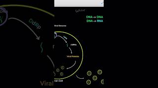 Virus Life Cycle for Different Viral Genomes (dsDNA, ssDNA, dsRNA, ssRNA, + sense, - sense - Part 1