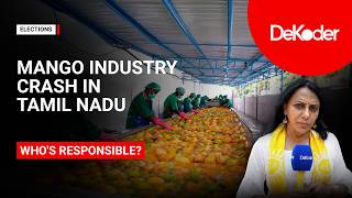 Indias Mango Industry Under Stress How Global Conflicts Hit Krishnagiris Farmers Ground Report