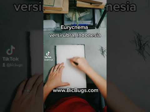 BicBugs Eurycnema versirubra Green Framed Stick Bug Indonesia 