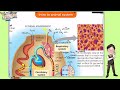 intro to amimal system