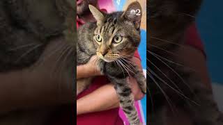 Clear the Shelters with Orange County Animal Services featuring Choco and Chip