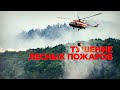 В удалённых районах Красноярского края тушат лесные пожары — видео
