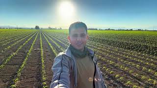 Mısıra İlk Ara Çapa Ve Boğaz Doldurma 5’Li Çapa Makinesiyle Tarla Çalışması 🌽