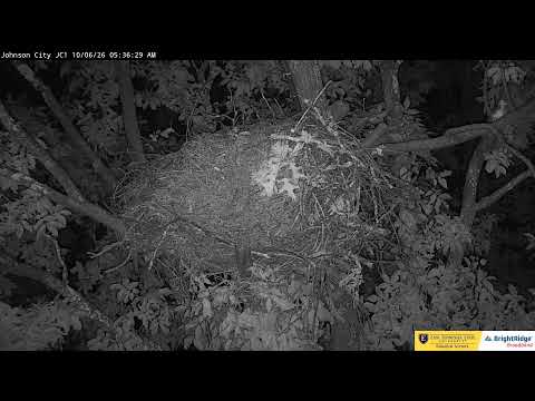 Johnson City Eagle Cam One live cam preview