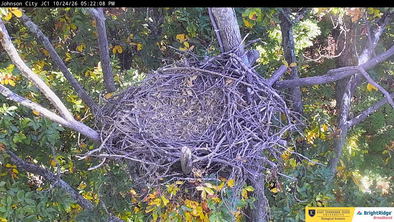Johnson City Cam 1: ETSU Eagle Cameras