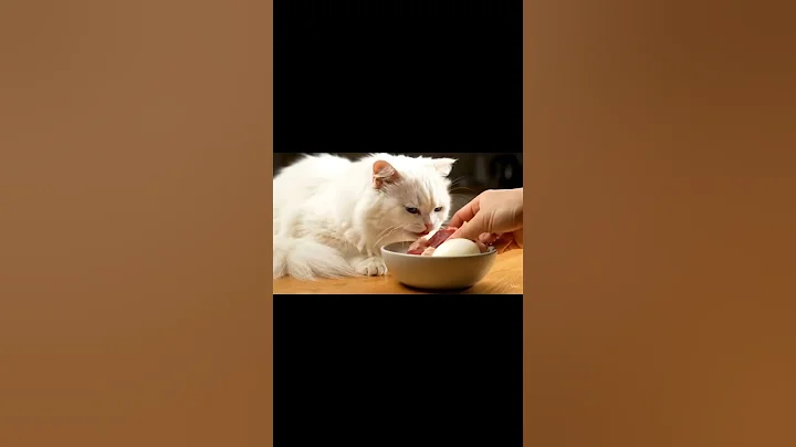 Video 10788651: angora white cat, angora cat cute, angora cat funny, cat eating fish funny, white fluffy cat, white cat animals, purring, cat enjoying