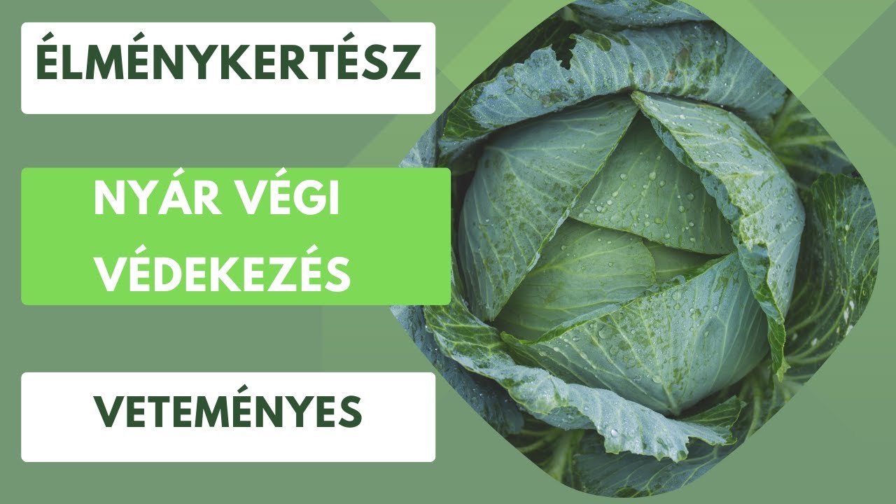 Nyár végi védekezés a veteményesben a paradicsomvész és a hernyók ellen!🍅🥒🫑