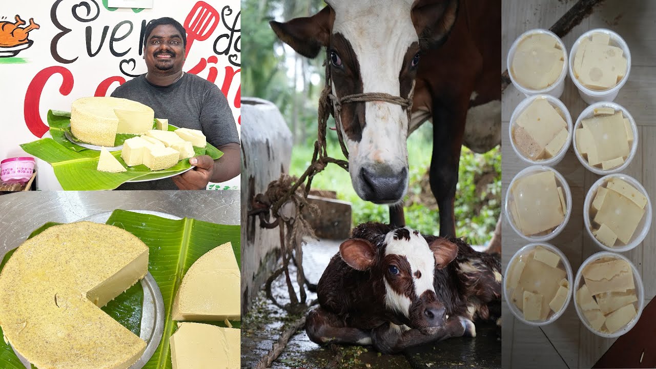 ఎవ్వరు చెప్పని విధంగా ఒక లీటర్ ముర్రుపాలతో జున్ను ఏ విధంగా చేయాలో చూద్దాం || EVERYDAY COOKING