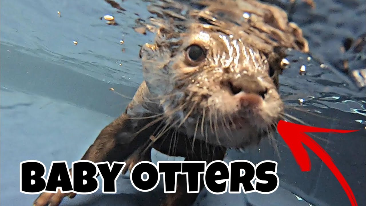 Otter speech to text - welader