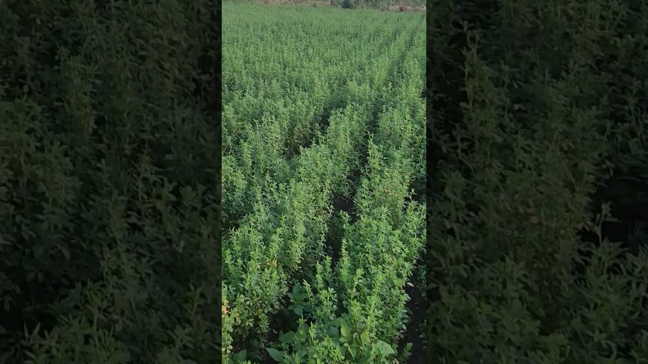 Alfalfa for livestock....fertilize control weeds provide water