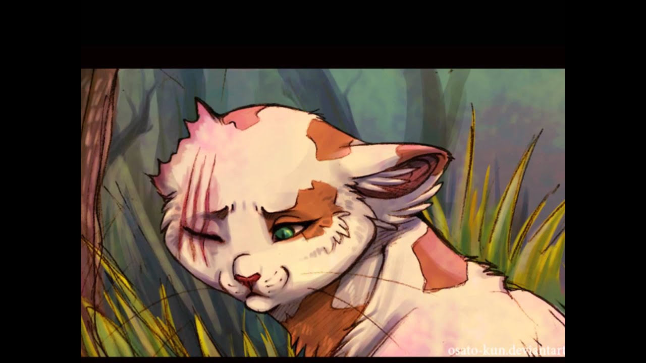 The Scars on ThunderClan Warrior Cats YouTube