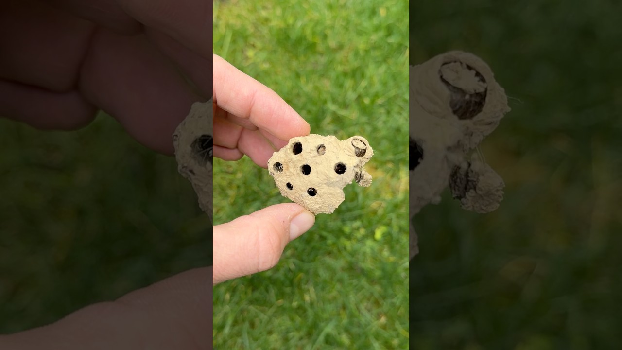 Hornet's Nest & Something Inside