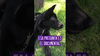 Distemper | Proyecto Stop Motion en fase Crowdfunding 🖤🦴