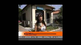 Servizio Adele Grossi Tg