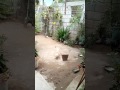 Es perro peleando con su cola