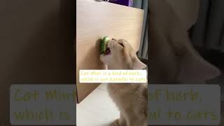 360 Avocado Multifunctional Catnip Toy
