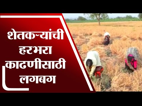 Nanded | नांदेडमध्ये शेतकऱ्यांची हरभरा काढणीसाठी  लगबग