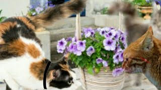 Коты-Воители 9 серия "Вот это встреча!"(ч.о!) Коты-Воители 9 серия "Вот это встреча!"(ч.о!)