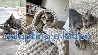 I adopted a kitten!! (kitten shopping \& our first night together)
