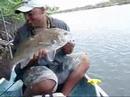 NICE BLACK DRUM-#black drum @Joeyflatsfishing