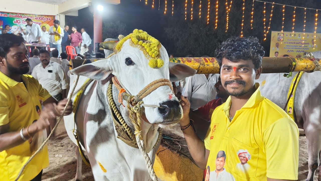 ఆకుల గణపవరం సబ్ జూనియర్స్ 8 వ జత RK BULLS (డాన్ నరసింహ) వేటపాలెం బాపట్ల జిల్లా