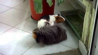 guinea pigs that eat a plant on the balcony - porcellini d'india golosi