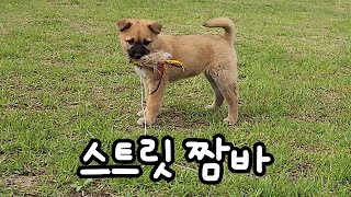 The number one pheasant hunter! ChoonJa by 나렝아치 NaRengAchi 13,772 views 2 weeks ago 9 minutes, 17 seconds