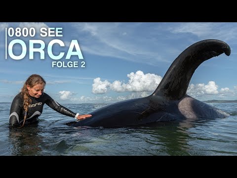 0800 SEE ORCA - Ein Orca in Not | Folge 2