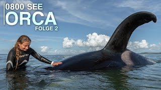 0800 SEE ORCA  Orca In Distress | Episode 2